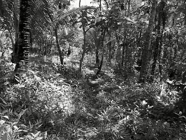 jalan satapak